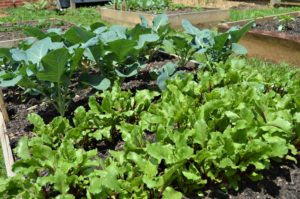 Vegetable Garden