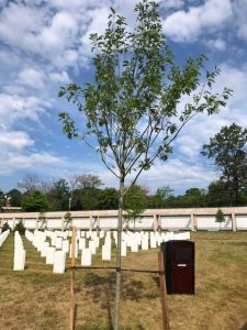 Arlington National Cemetery