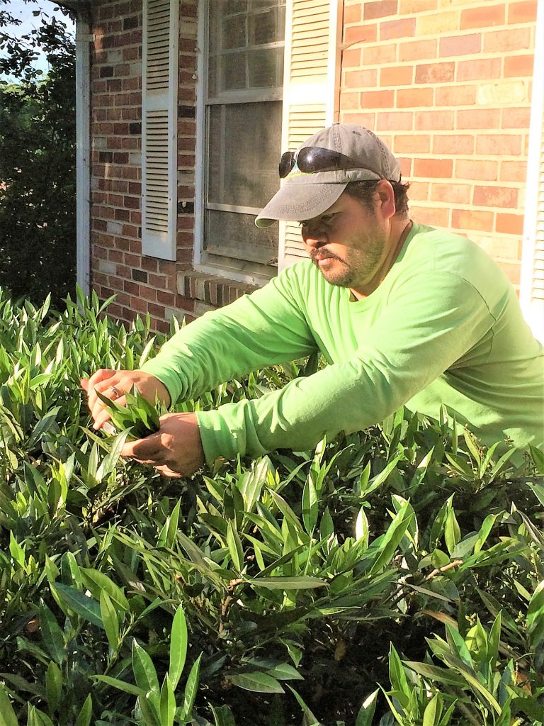 landscape maintenance program