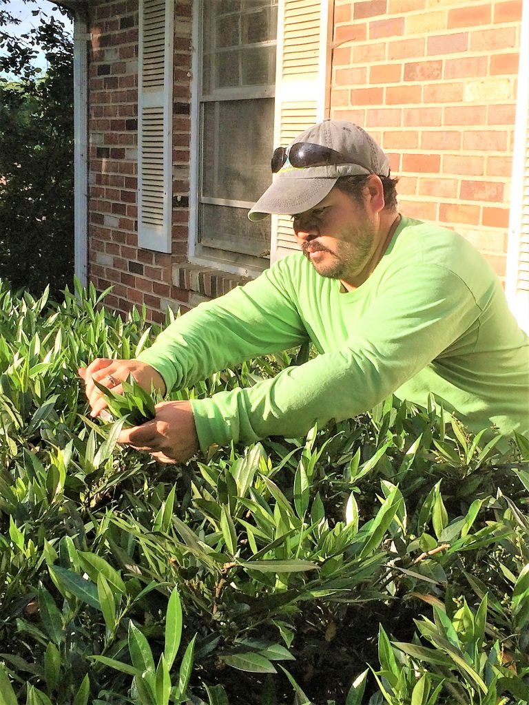 Allentuck landscaping team member pruning bushes