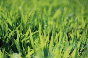 A close-up image of freshly cut grass.
