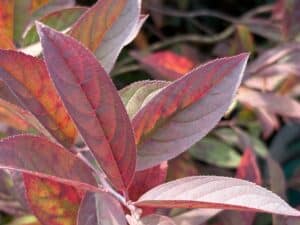 This Is 40: The Story of Allentuck Landscaping 40th Anniversary 6 fall leaf color