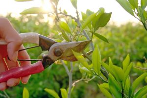 A hand using clippers to trim branches from a bush.