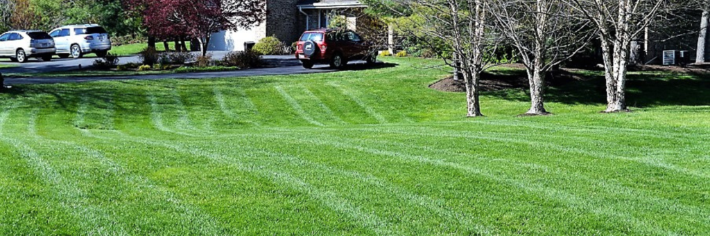 pesticide-free lawn