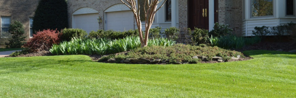 pesticide-free lawn