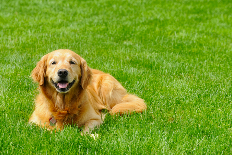 Golden retriever sitting on a lawn