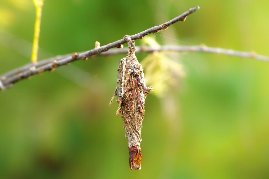 bagworm cacoon hanging from a tree