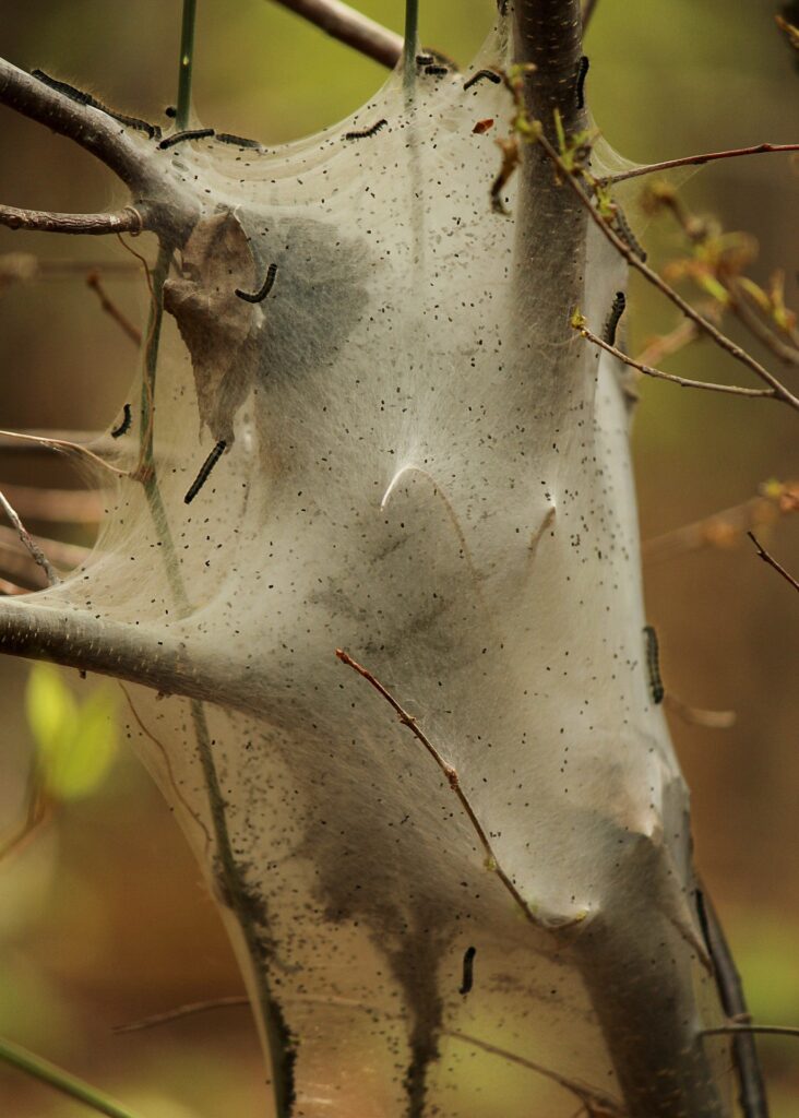 common spring pests