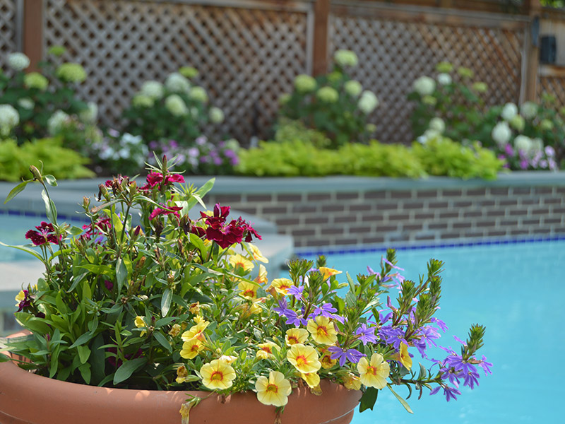 potted plant with colorful flowers and a pool in the background