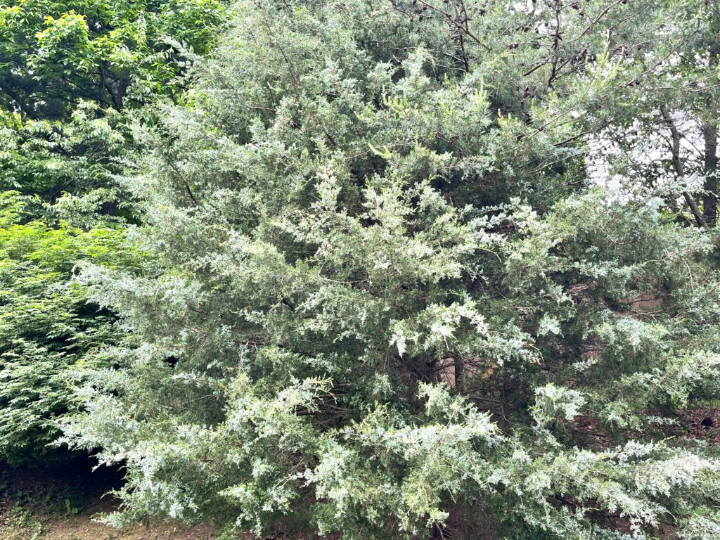 Deer Resistant Plant Screen