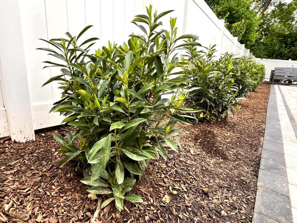Deer Resistant Plant Screen