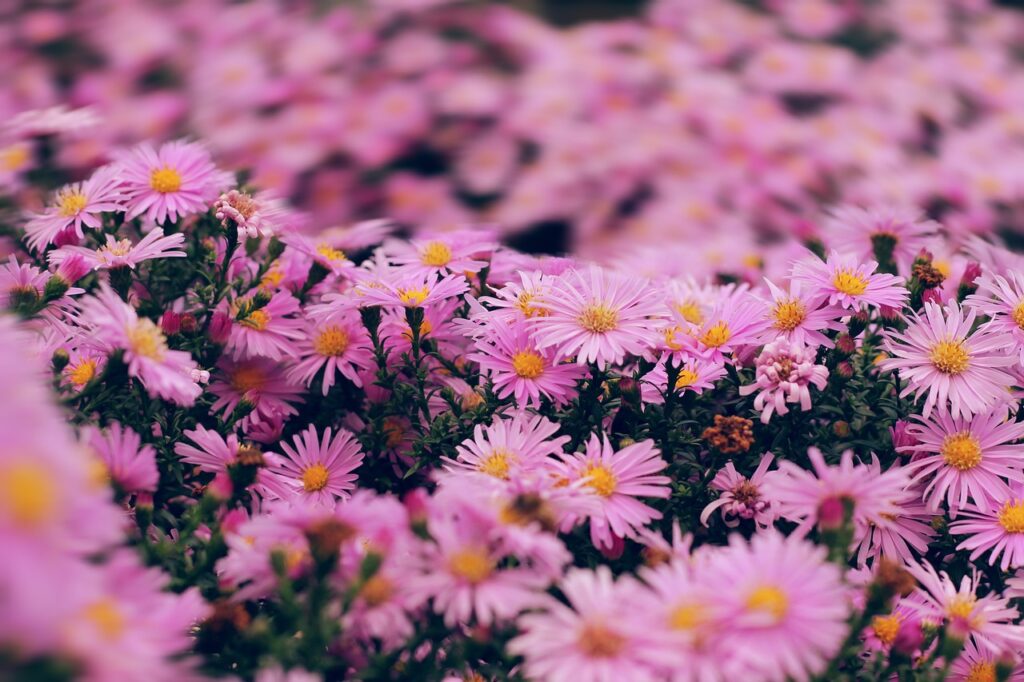 Best Fall Annual Flowers