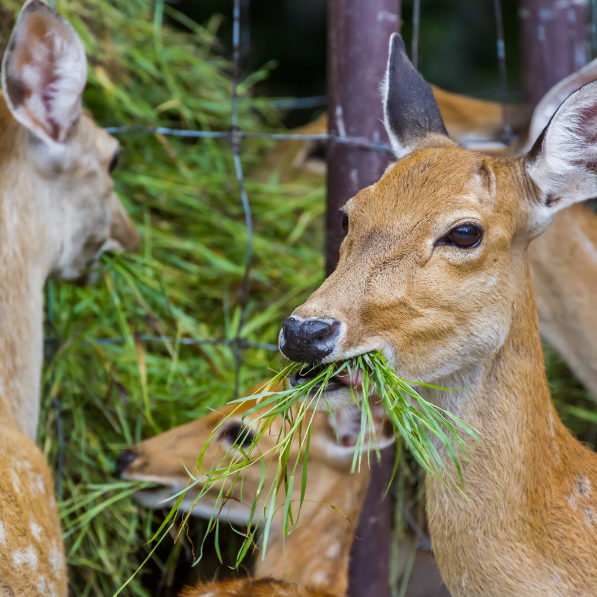plants deer are sure to eat