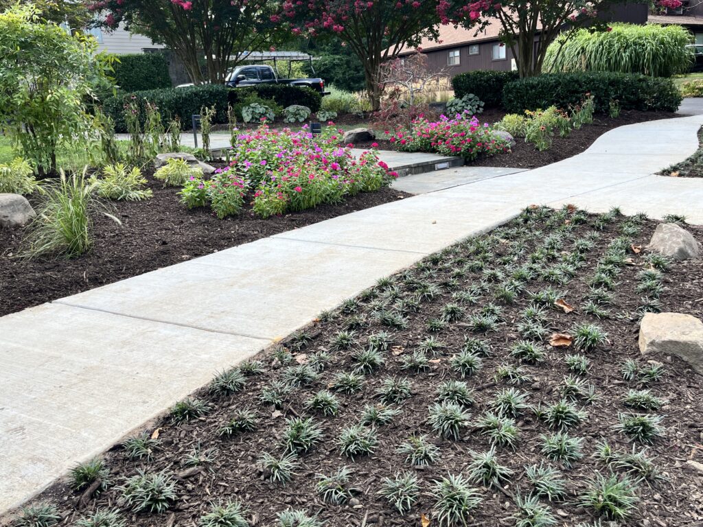 low-maintenance backyard landscape