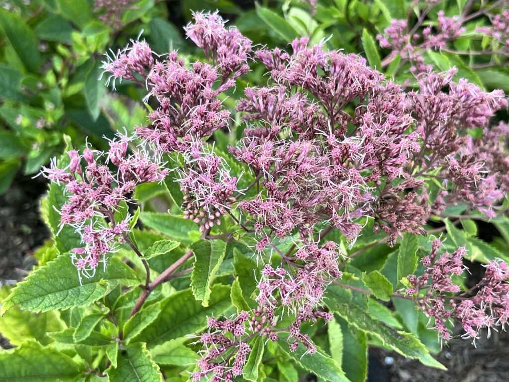 low-maintenance backyard landscape