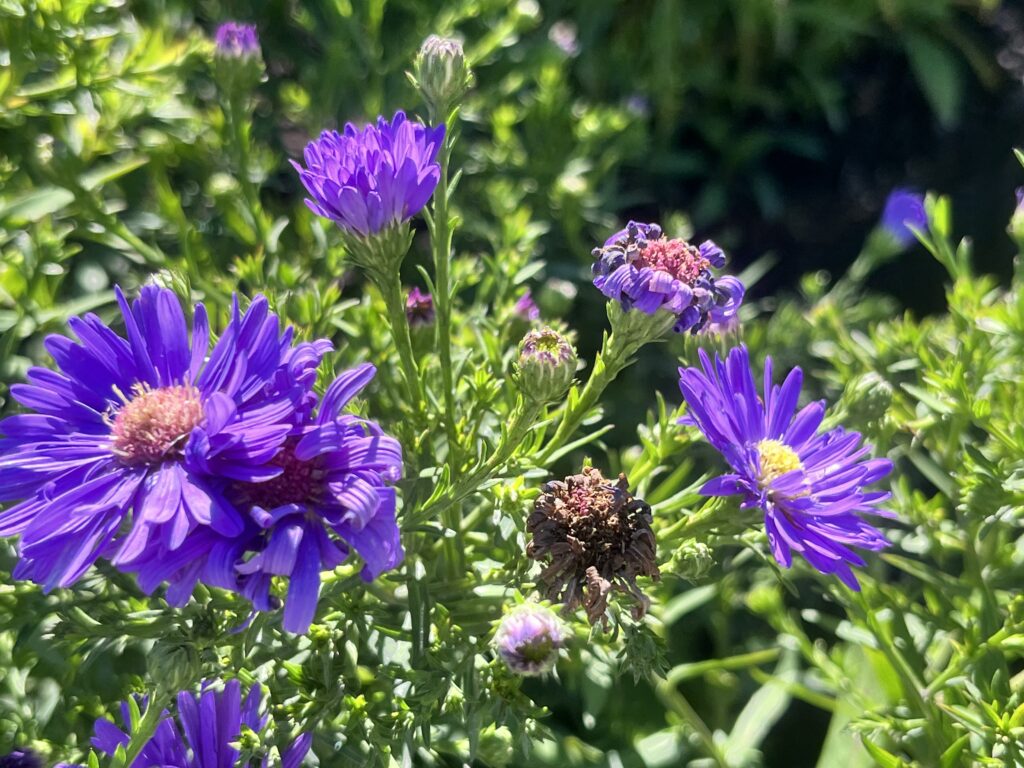 perennial flowers for fall