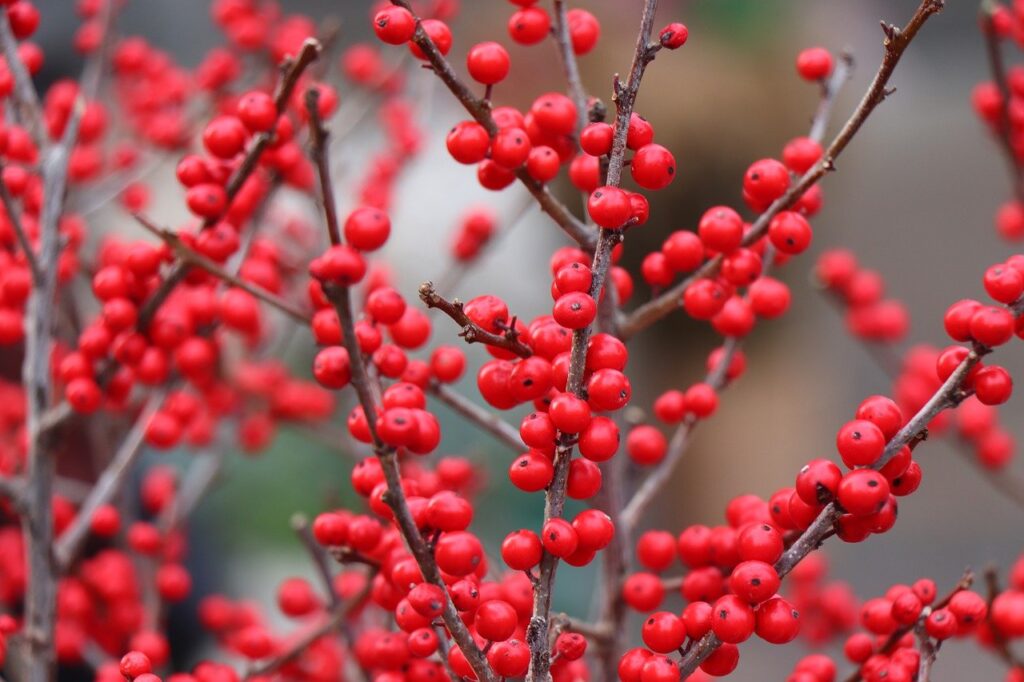 top december gardening tips