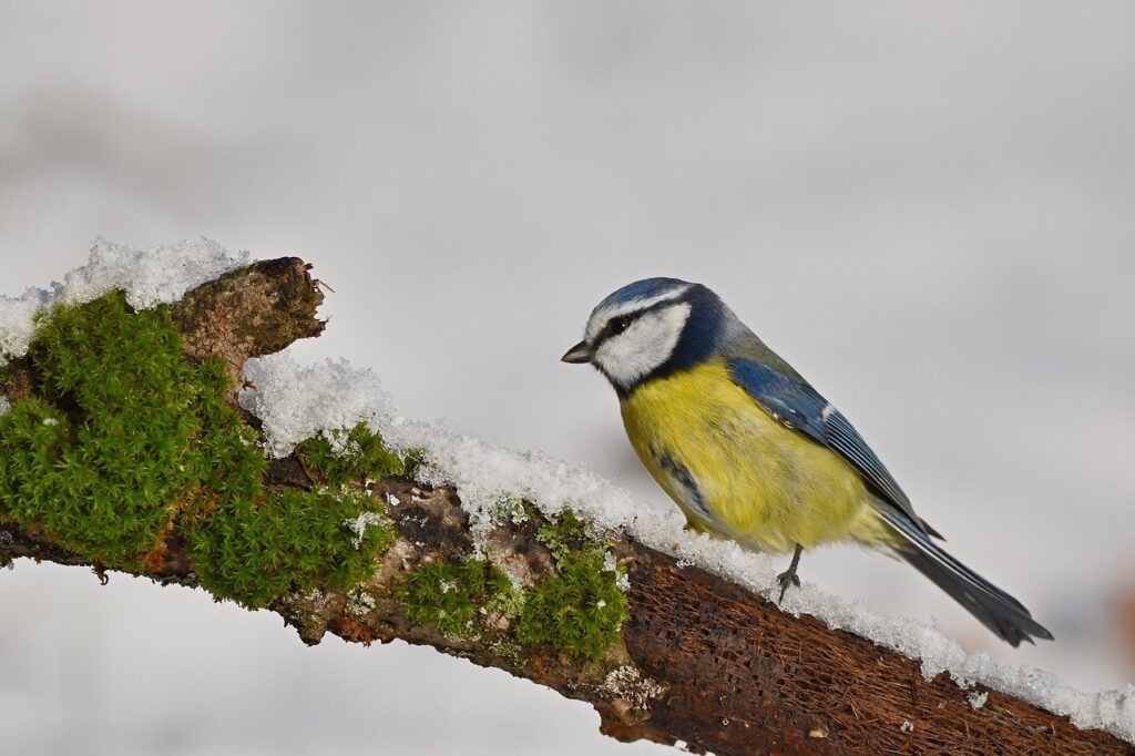 Top January Gardening Tips