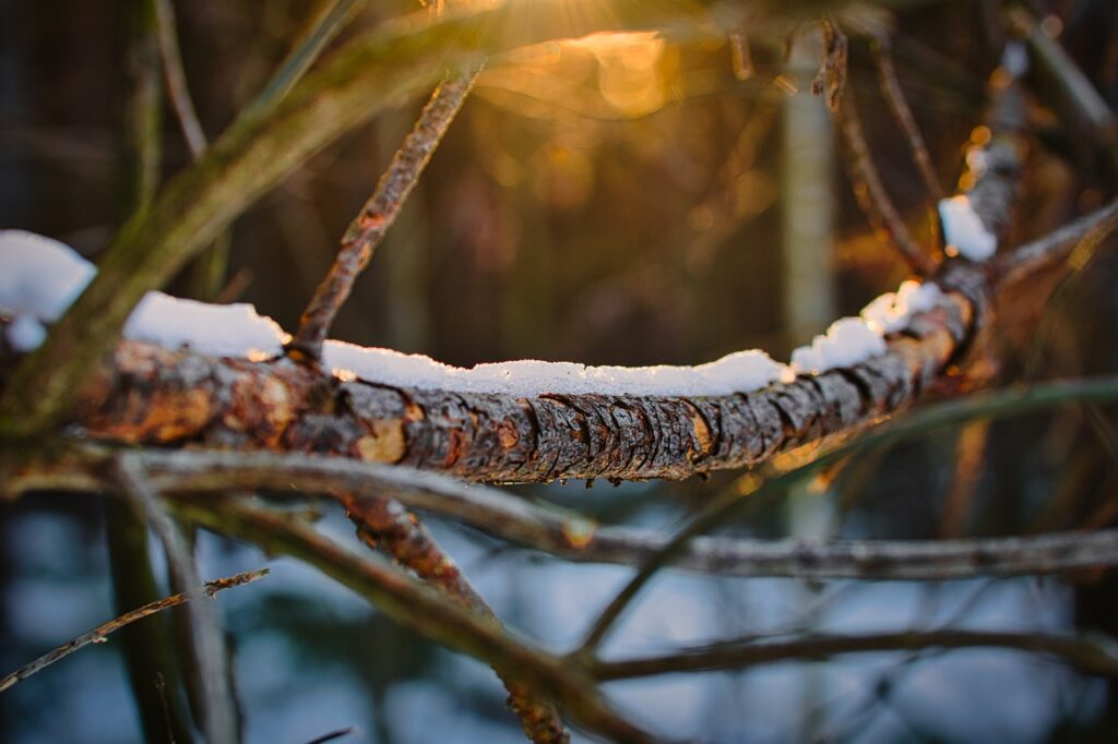 Top January Garden Tips