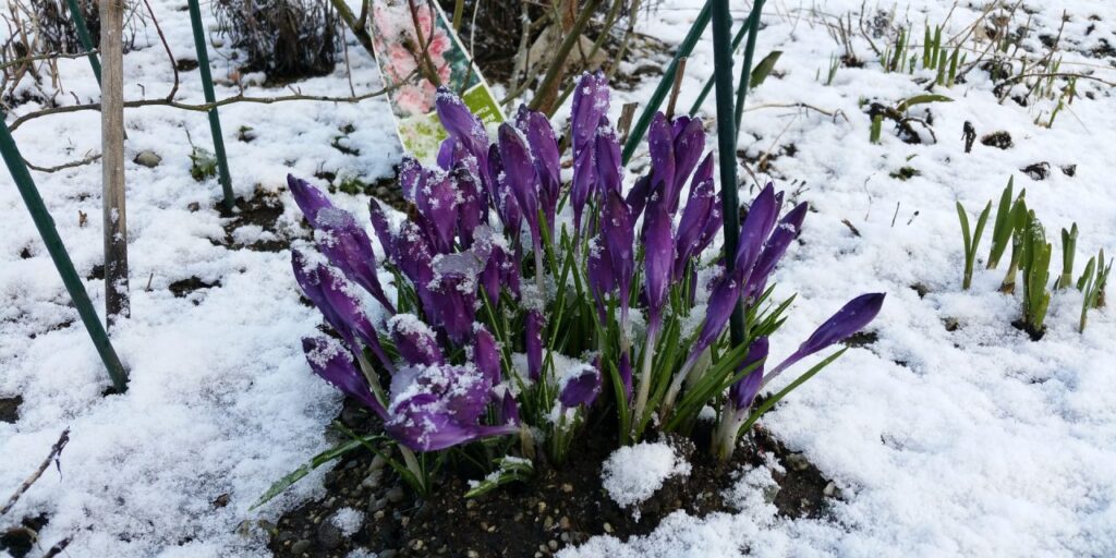 Drastic Temperature Changes Harm Landscape Plants