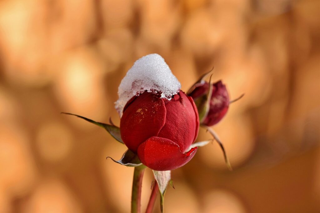 Drastic Temperature Changes Harm Landscape Plants