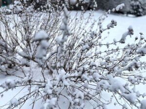 does snow damage landscape plants
