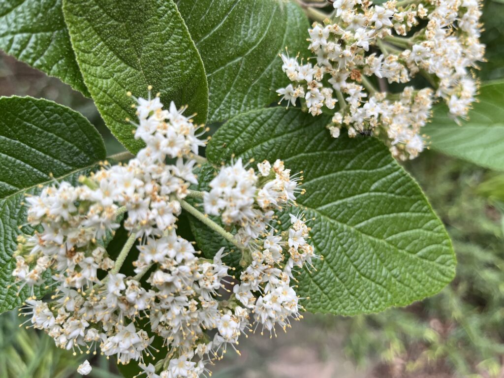 best screening plants - leatherleaf viburnum
