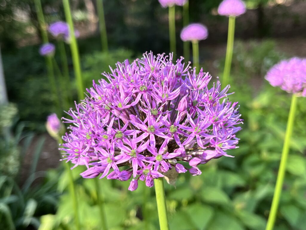 April garden tips