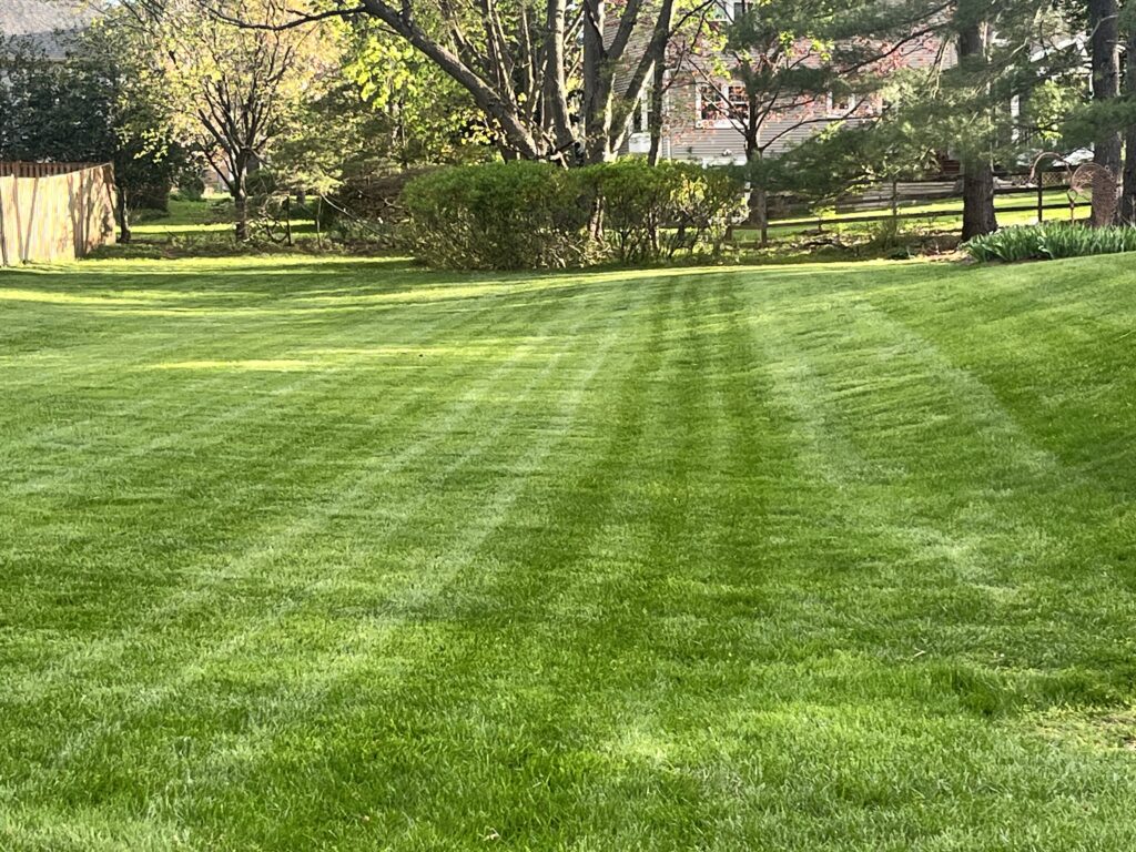 Should You Aerate Your Lawn in the Spring