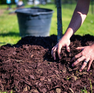 Mulch Mistakes