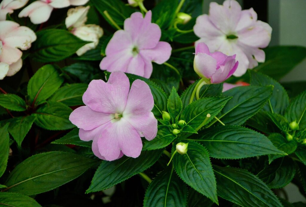 Summer Annuals