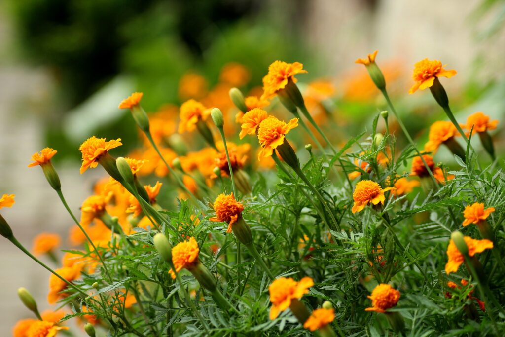 Summer Annuals