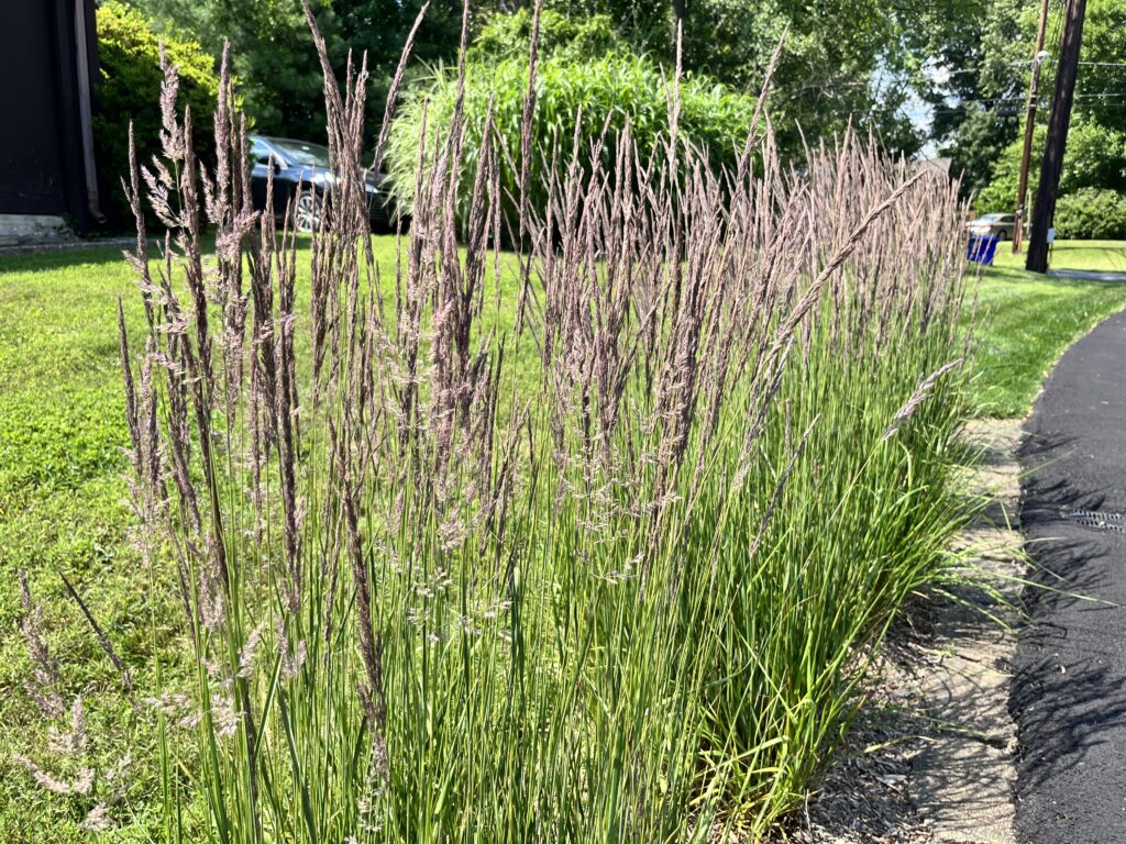 Best Low Maintenance Landscape Plants