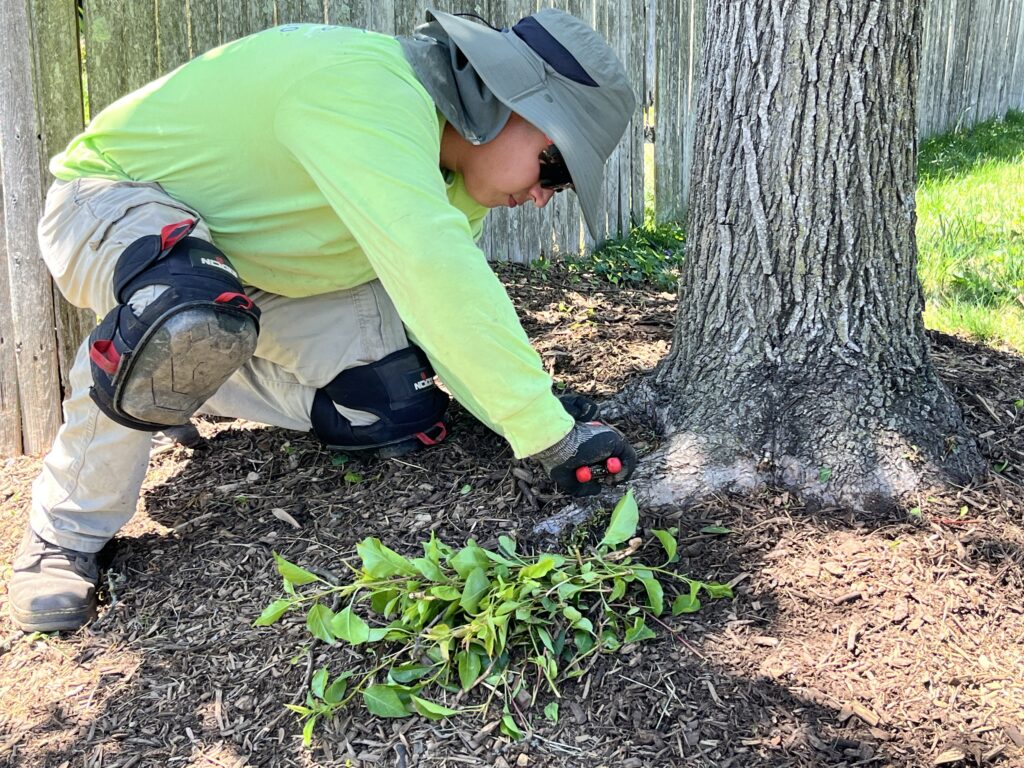 Top May Garden Tips