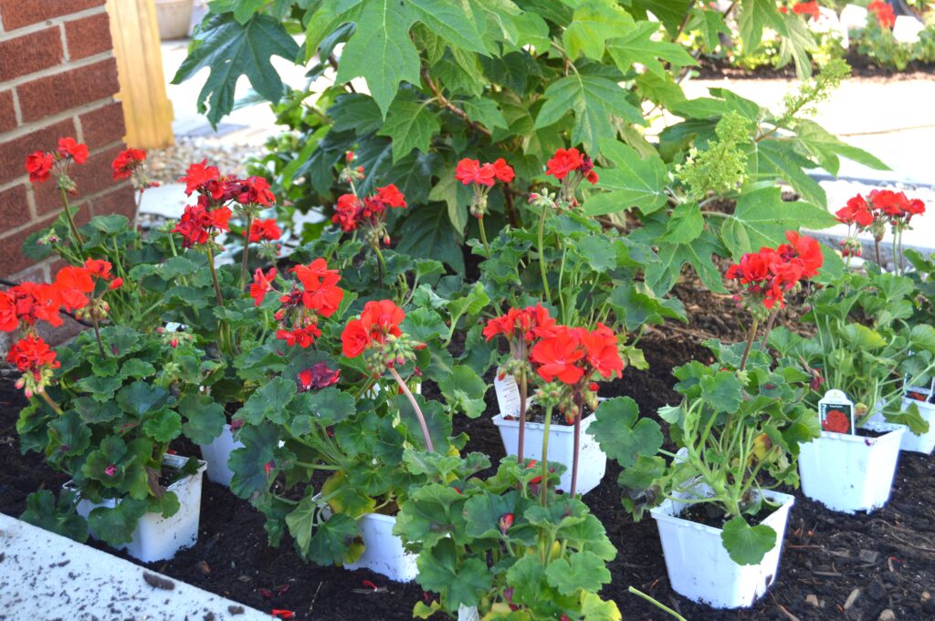 Top June Garden Tips