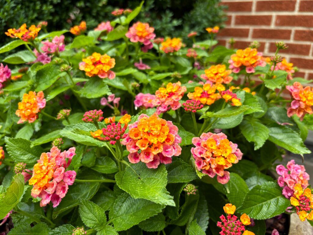 Summer Landscaping Tips