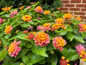 July Garden Tips