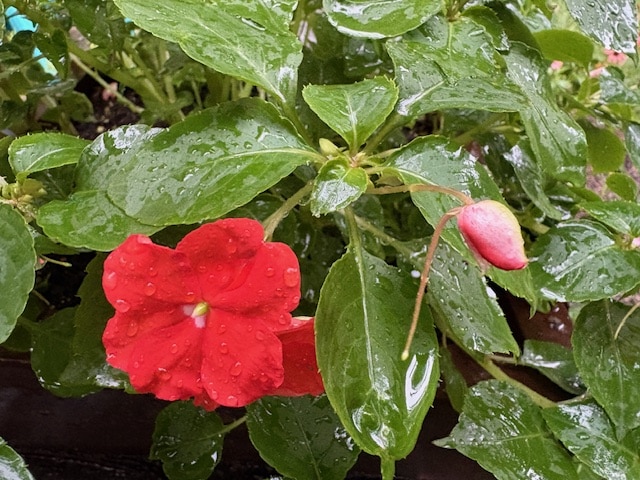 Too Much Water - North Potomac MD