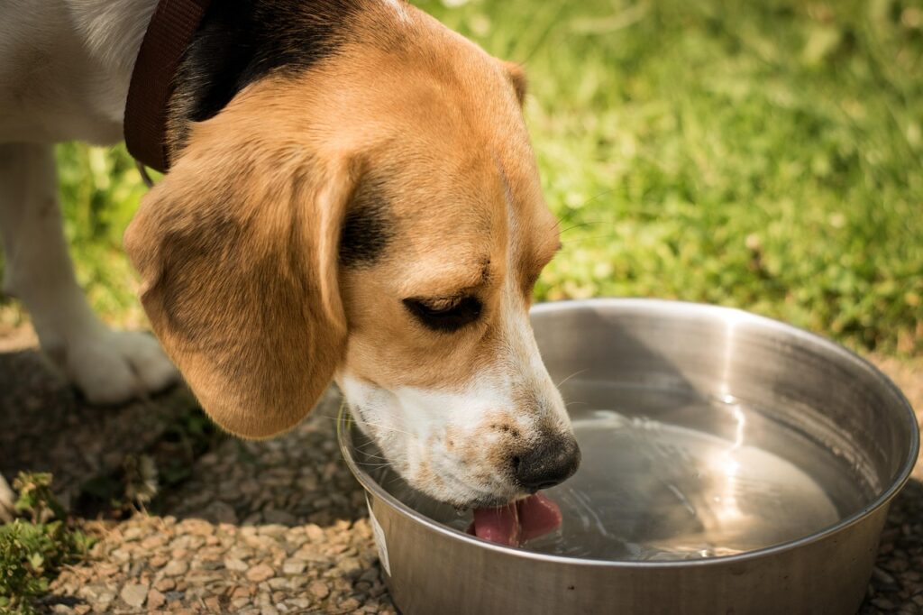 Hydration for pets