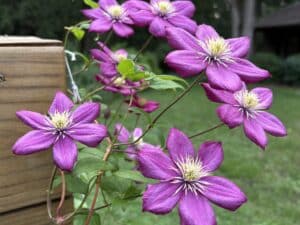 Top June Garden Tips