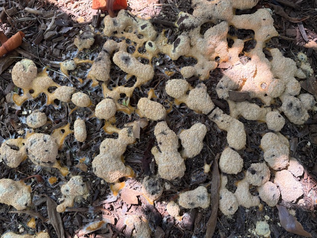 Mulch Mold
