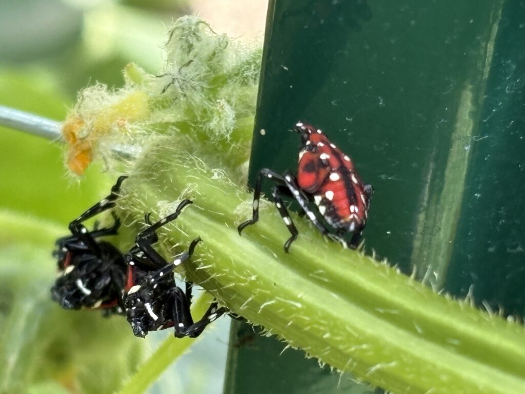 Spotted Lanternfly in Rockville