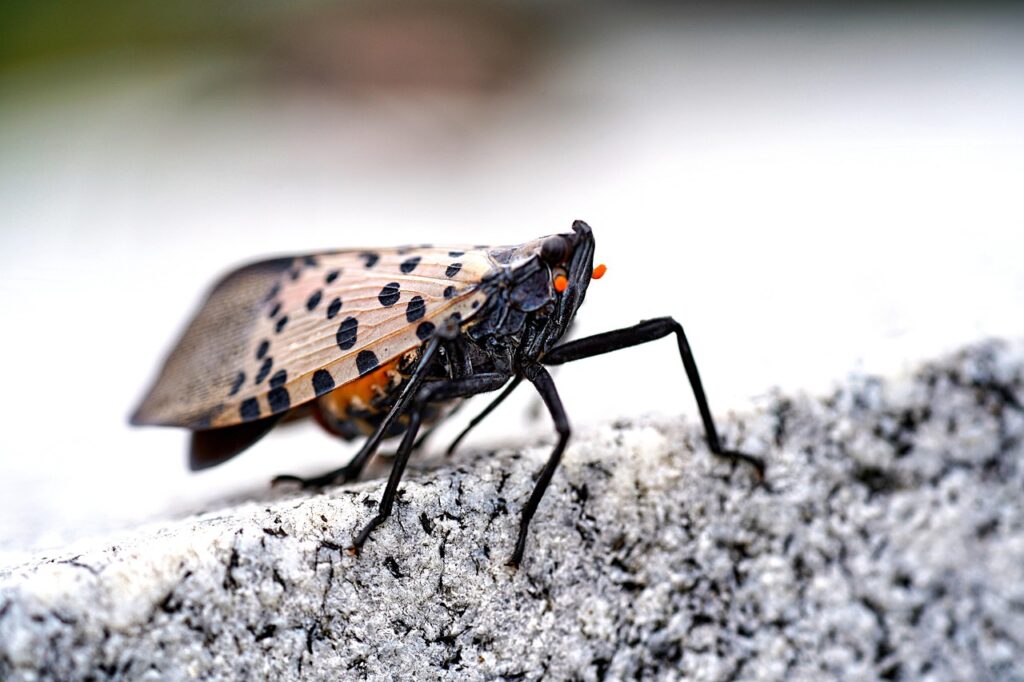 Spotted Lanternfly in Rockville