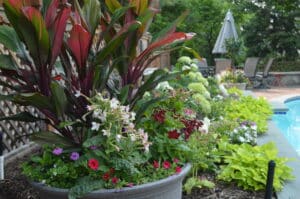 Top August Garden Tips