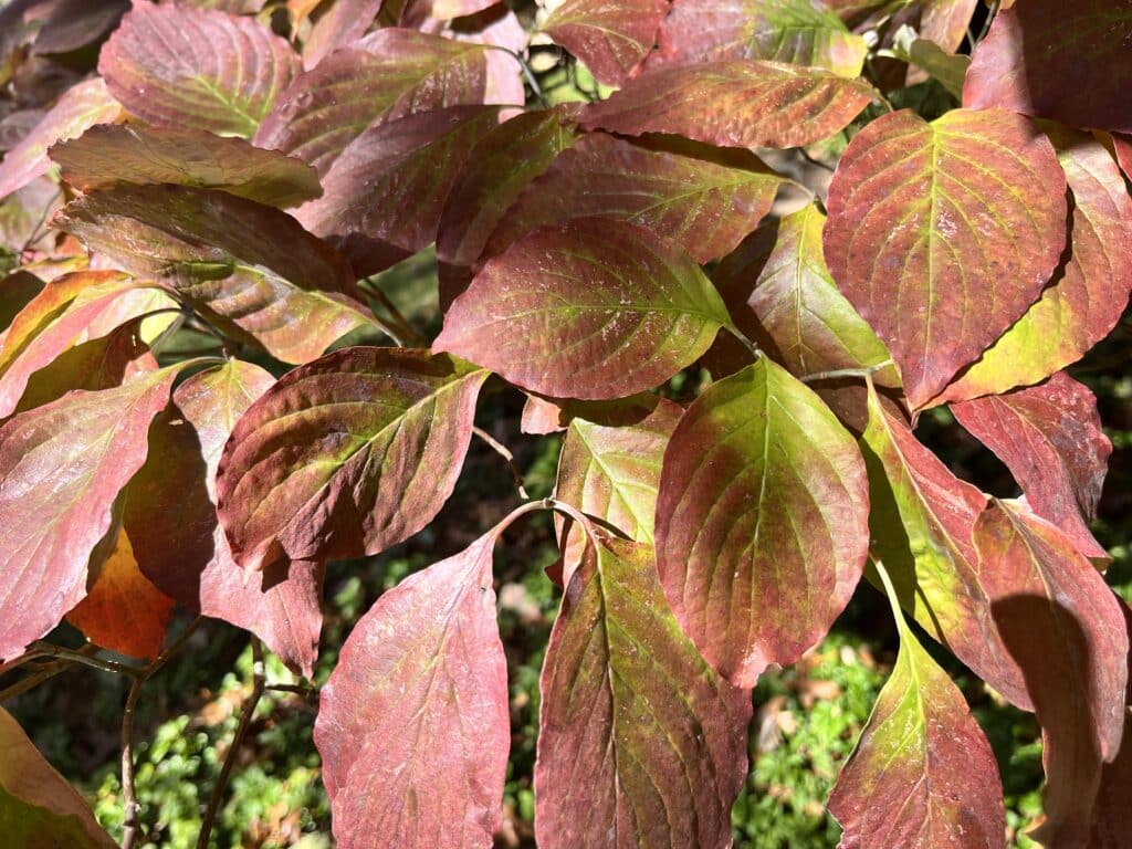 Cornus florida - American Dogwood - Bethesda, MD