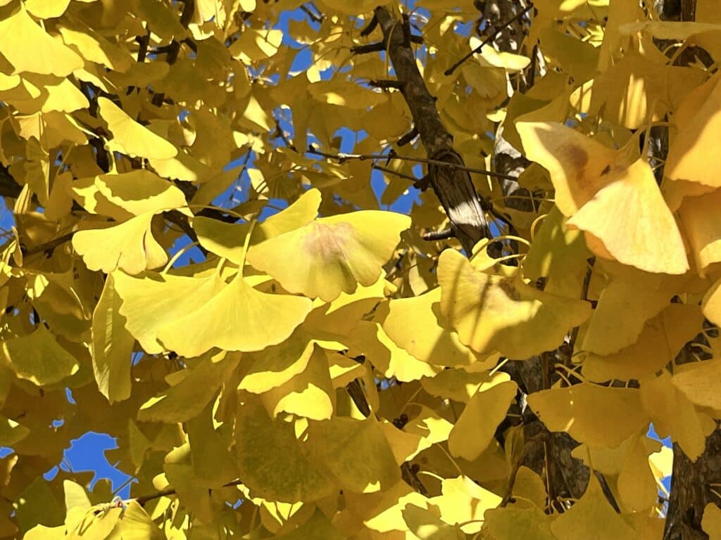 Ginkgo biloba -Maidenhair Tree - Bethesda, MD