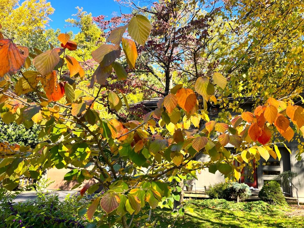 Hamamelis x intermdia - Witch Hazel - Bethesda, MD