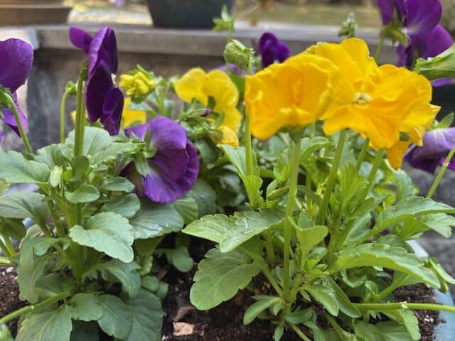 Top September Garden Tips