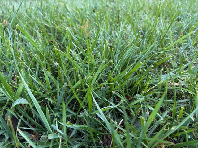 How Much Should Lawns Be Watered in the Fall