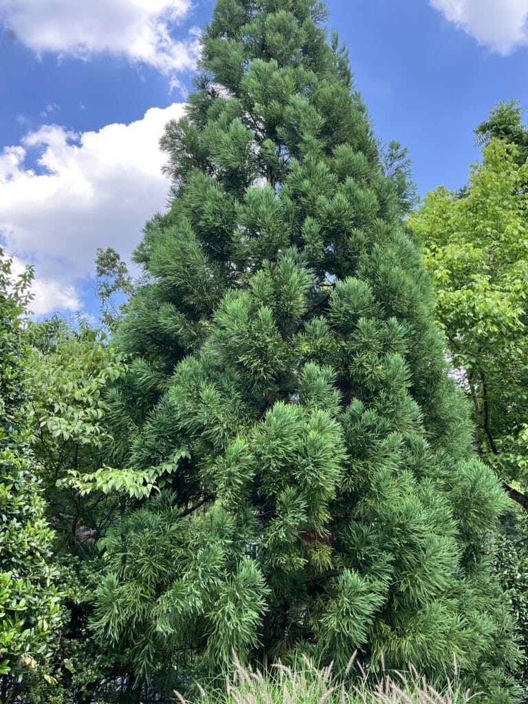 meilleurs arbres de confidentialité